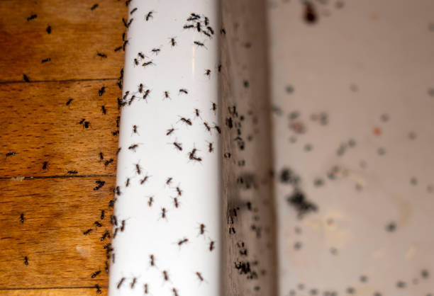 Professional Pest Control in Paoli, IN